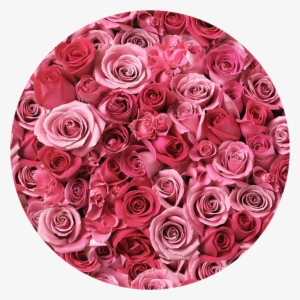 Bed Of Roses Entertainment - Roses In A Circle Png