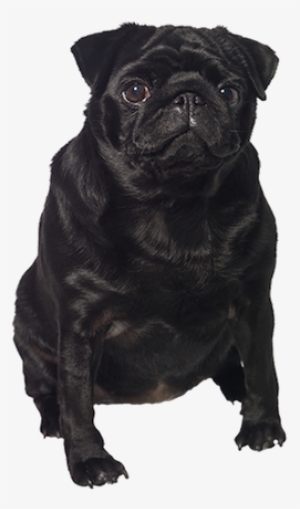Black Pug Cards - Black Pug Dog Png