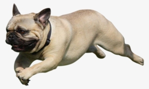 An Adorable Cutout Photo Of A Pug Leaping Through The - Pug Jumping
