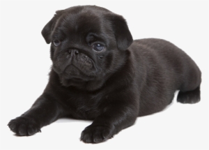 Share This Image - Cafepress Black Pug Tile Coaster