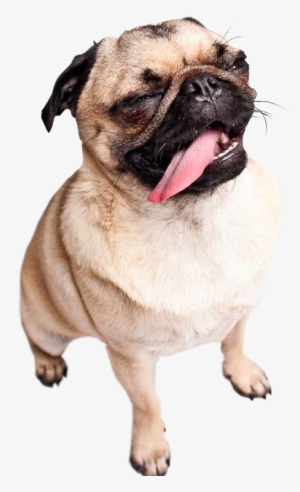 Transparent Happy Pug - De Pug