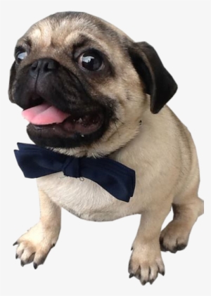 Transparent Pug - Pug Transparent