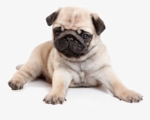 Pug Png Image Background - Pug Puppies