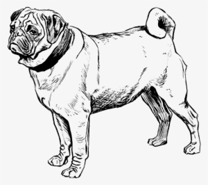 Dog Coloring Page - Dog - 1000x1000 PNG Download - PNGkit