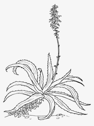 Aloe Drawing Simple - Aloe Clip Art