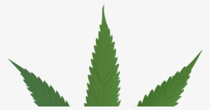 Ctfo Sleep Support Spray