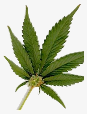 Free Weed Graphics Downloads - Marijuana Leaf