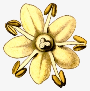 Elderflower By @firkin, From A Drawing In 'medizinal-pflanzen', - Elderflower Art