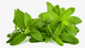 Learn More Stevia Leaf - Stevia Liquid Drops