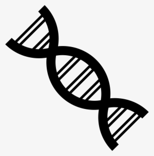 Dna Strand - - Genetics Black And White - 962x980 PNG Download - PNGkit