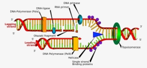 Open - Dna Replication