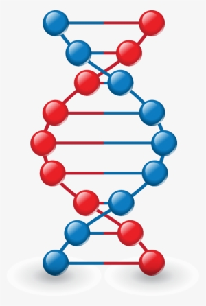 Png Images, Pngs, Dna, Dna Strand, Forensics, (id 37026) - Modelo Dna