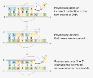 Dna
