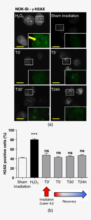 Lpt Does Not Induce Dna Strand Breaks - Portable Network Graphics