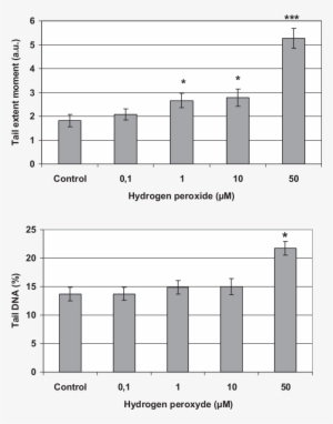 Dna Strand Breaks In Cells Isolated From Embryos Of - Dna