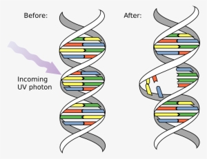 Open - Dna Mutation
