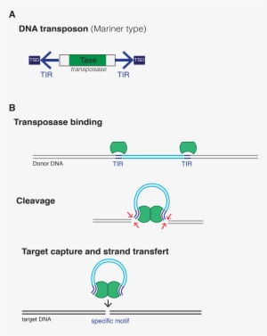 Dna Transposon - Dna Transposons