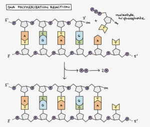 Dna Polymerization Reaction The Diagram Shows A Template - Dna Replication Chemistry