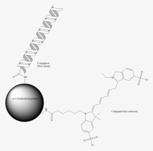 538 Gene Delivery - Dna Dendrimer Conjugate