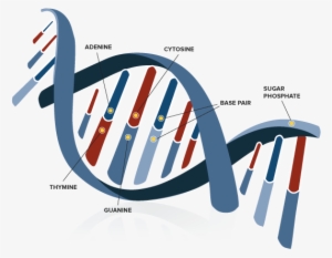 Diagram Of A Strand Of Dna - Helix Structure Of Dna Transparant