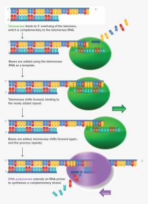 Image Modified From "working Principle Of Telomerase," - Digital Pcr And Liquid Biopsy