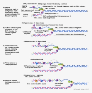 Model - Dna Replication In Eukaryotes Steps