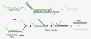 Tu Eindhoven Dna Strand Displacement - Strand Displacement Cascades