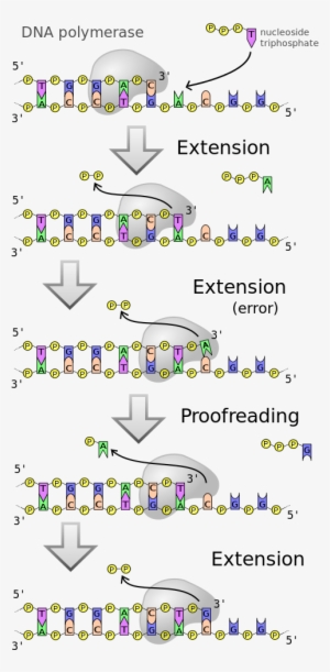 Dna Polymerases Are A Family Of Enzymes That Carry - Proofreading Dna