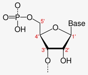 Molecular Structure Of Deoxyribonucleotide