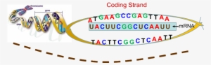 The Coding Strand Of Dna - Mrna Strand Transcription