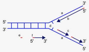 File - Replication Fork - Svg - Dna Replication Blank Diagram