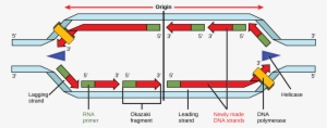 Illustration Shows A Replication Bubble - Replication Bubble Rna Primers