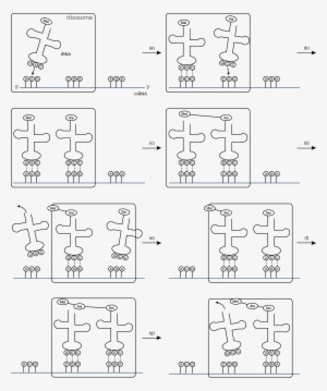 Translation - Trna Template