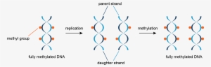 Replication Of Methylated Dna - Dna