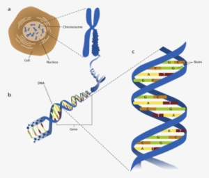Figure 1 - Phosphate Group Dna Replication