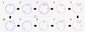 A Diagram Depicting The Steps In The Genome Replication - 仙 腸 関節