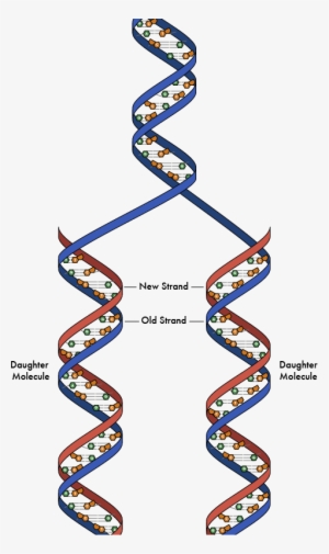 Each Of The Original Strands Of Dna Is Replicated To - Art