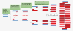 This Image Depicts The Amplification Of A Dna Sequence - Pcr Diagram
