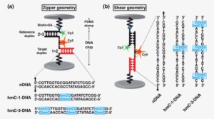 Mfa Setup - Multi-factor Authentication