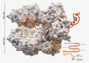 A Surface Model Of Cas9 Protein Bound To The Grna And - Cas9 Enzyme