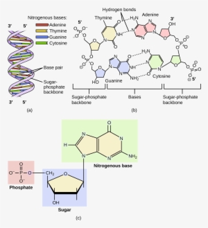 Dna Is A Double Helix Consisting Of Two Single Dna - Dna Molecule Nucleotide