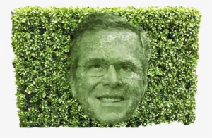 Clipper Next Bush Hedge Jeb Bush - Hedge
