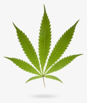 I'm Good To Go - Heres My Ribbon Cannabis Cures Cancer