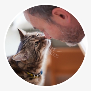 Cat Caregivers - Cat And Man Love