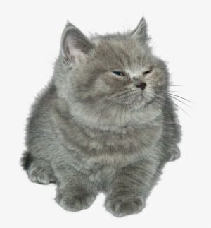 Cat Kitten Cat Mammal Small To Medium Sized Cats Whiskers - Little Gray Cat Png