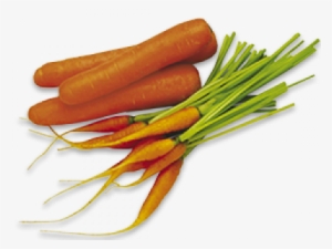 Carrots - New Zealand Vegetable Book