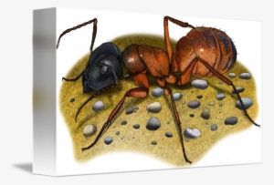 Carpenter Ant By Roger Hall - Canvas Print