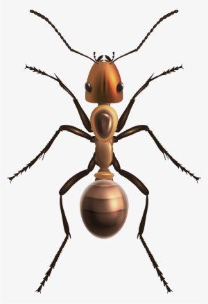 Ant Png Clip Art - Ant Png