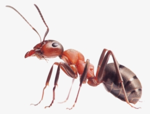 Ants Transparent Png File - Isotronic Garden Solar Powered Sonic Pack Of 6 Wave
