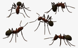 Transparent Ant Clear Png Library Download - Ants Png Transparent Background